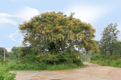 Acacia leucophloea